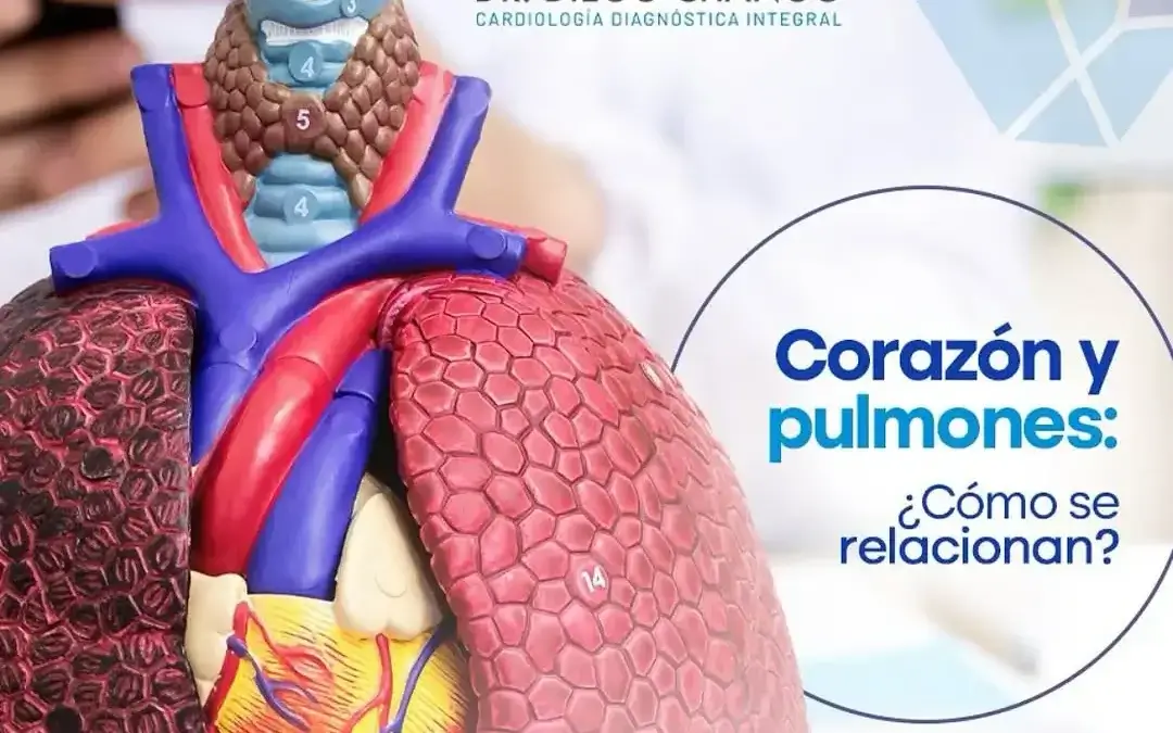 Corazón y pulmones: El dúo que te mantiene vivo (y cómo cuidarlos)